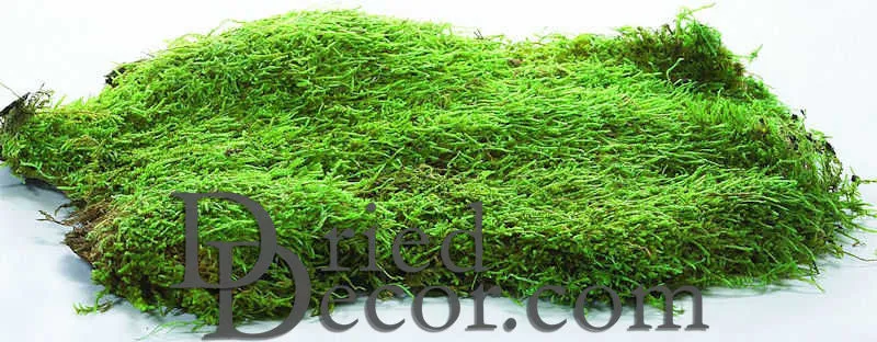 Dried Sheet Moss - Preserved Bulk Box